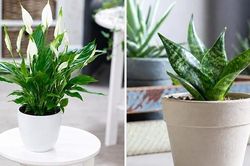 Lưỡi hổ và lan ý: Cây nào tốt hơn khi trồng trong phòng ngủ?