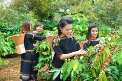 Ông Ksor Phước: Từ những 'làng 6 không', bà con nay đã biết làm kinh tế hàng hóa