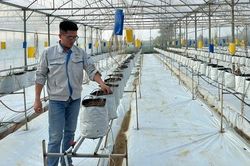 'Bỏ phố về quê' làm nông nghiệp, chàng trai xứ Nghệ thu tiền tỷ mỗi năm