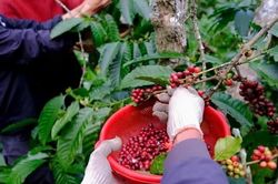 Giá nông sản ngày 16/5: Cà phê lao dốc, hồ tiêu và lúa gạo biến động nhẹ