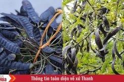 Hương bồ kết