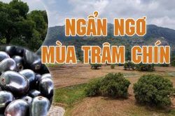 Ngẩn ngơ mùa trâm chín