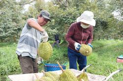 Thích ứng quy định mới để giữ nhịp xuất khẩu nông sản