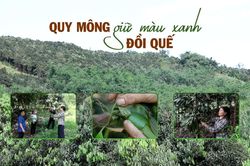 Quy Mông giữ màu xanh đồi quế