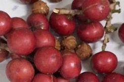Khẩn trương điều tra hơn 200 học sinh ngộ độc nghi do ăn quả lạ