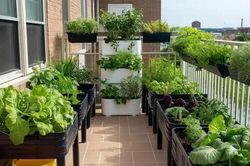Kinh nghiệm trồng cây ban công chung cư bền đẹp