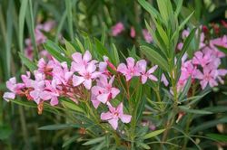 Loại cây cảnh chứa độc tố tuyệt đối không được đặt trong nhà nếu có trẻ nhỏ và thú cưng