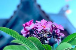 Chùa gỗ tuyệt đẹp như đóa sen hướng ra biển