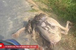 Xác minh nguyên nhân nhiều con đà điểu chết ven quốc lộ