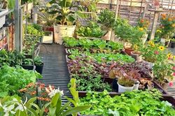 Người phụ nữ TPHCM bỏ chơi phong lan, biến sân thượng thành vườn rau xanh mướt