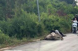 Lý do tiêu hủy toàn bộ 10 con đà điểu phát hiện trên quốc lộ
