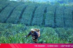 Hà Tĩnh phấn đấu trồng hơn 1.000 ha dứa liên kết