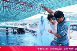 Phường Trần Phú phát triển nông nghiệp đô thị theo hướng công nghệ cao