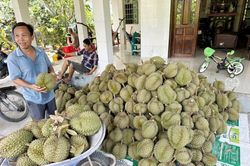 Đồng Tháp: Sầu riêng Ri 6 tăng giá trở lại