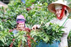 Xuất khẩu nông, lâm, thủy sản vượt 23 tỷ USD