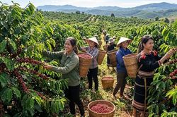 Giá cà phê hôm nay 18.5: Tây Nguyên ổn định, giao dịch chậm đầu tuần