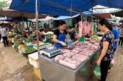 Giá heo hơi hôm nay 18.5: Thị trường đi ngang, chờ tín hiệu tuần mới