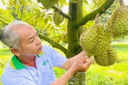 Tăng tốc giảm phát thải với 3 mặt hàng lúa, cà phê, sầu riêng