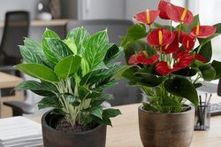 Nên đặt cây hồng môn hay bạch mã hoàng tử trên bàn làm việc?