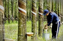Xuất khẩu cao su đối diện sức ép từ giá và quy định môi trường