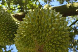 Gi&aacute; sầu ri&ecirc;ng h&ocirc;m nay 18/5/2026: RI6 T&acirc;y Nam Bộ giảm 5.000 đồng/kg
