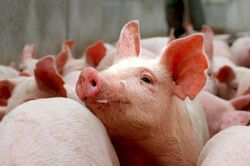 Giá heo hơi hôm nay 18/5: Đồng Nai giảm còn 70.000 đồng/kg, thị trường đi ngang