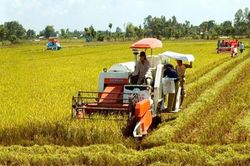 Hải Phòng: Đẩy nhanh thu hoạch lúa Hè thu, chủ động kiến tạo quỹ đất cho khung thời vụ đông