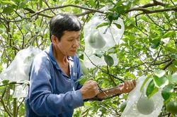 Nghị định 38 mở giai đoạn mới trong quản lý vùng trồng, cơ sở đóng gói