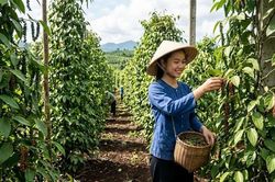Giá hồ tiêu hôm nay 19.5: Giảm mạnh tới 3.000 đồng/kg