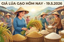 Gi&aacute; gạo h&ocirc;m nay 19.5: Việt Nam tiếp tục vượt Th&aacute;i Lan, Ấn Độ