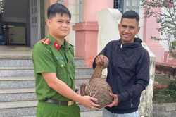 Đi soi ếch, phát hiện tê tê Java 'khủng' cực quý hiếm