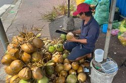 Gi&aacute; dừa tăng mạnh theo sức n&oacute;ng thị trường xuất khẩu