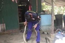 Phát hiện rắn hổ mang chúa dài 3 mét trong bếp, người phụ nữ hoảng loạn gọi cứu hộ