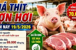 Giá thịt lợn hơi hôm nay 19/5: Miền Bắc tiếp tục neo cao