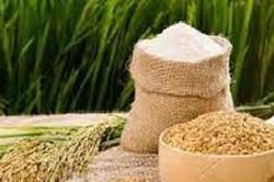 Giá gạo nguyên liệu tăng nhẹ 100 đồng/kg, thị trường lúa Hè Thu sớm khởi động chậm