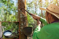 Ngày 19/5: Giá cao su kỳ hạn tại các thị trường lớn đồng loạt giảm