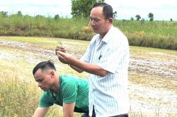 Trưởng thôn người Thái thu 2 tỷ đồng/năm nhờ trồng lúa và nuôi bò