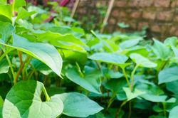 5 loại rau quả gia vị gi&uacute;p cơ thể dễ chịu hơn trong m&ugrave;a h&egrave;