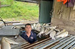 Cá chết hàng loạt bất thường trên sông Lam: Xác định nguyên nhân ban đầu
