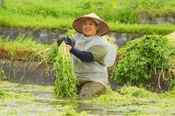 Chi bộ thôn Thanh Lâm lãnh đạo chuyển đổi sản xuất nông nghiệp