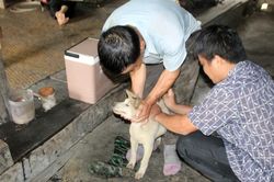 Bảo Y&ecirc;n v&agrave; Bản Liền đẩy mạnh ti&ecirc;m ph&ograve;ng vắc xin, khử tr&ugrave;ng m&ocirc;i trường chăn nu&ocirc;i đợt I năm 2026