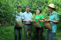 Mùa quả chín ở phường Trung Tâm