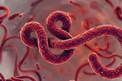 WHO tuyên bố tình trạng khẩn cấp toàn cầu: Ổ dịch Ebola mới ở châu Phi nguy hiểm đến mức nào?