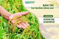 Thị trường nông sản 20/5/2026: Cà phê bật tăng, lúa gạo khởi sắc
