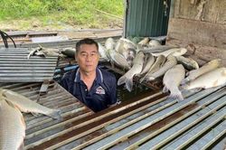 Chưa phát hiện 'bất thường' trong vụ cá nuôi lồng chết hàng loạt trên sông Lam