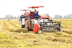 Nâng tầm cho gạo Việt