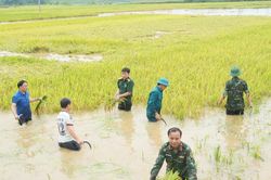 Hàng trăm cán bộ, chiến sĩ cùng dân cứu lúa giữa đồng ngập nước ở Phú Thọ