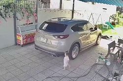 Vì sao cảm biến lùi không thể cứu mạng bé gái vụ Mazda CX-8 lùi ở sân?