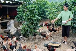 Điện Bi&ecirc;n: Đẩy mạnh chuyển đổi số trong hoạt động truyền th&ocirc;ng khuyến n&ocirc;ng