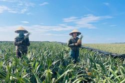 Lào Cai đẩy mạnh giảm nghèo thông tin trong sản xuất và tiêu dùng bền vững